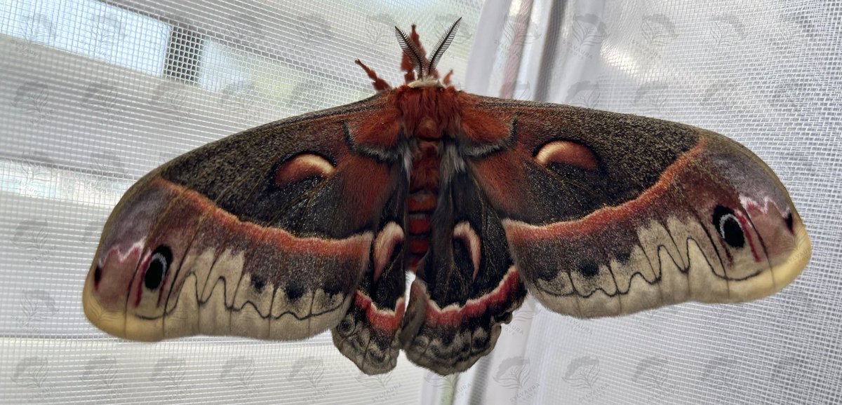 SylvauraGrove's tweet photo. �� Generation 1 - Second Wave! 🌊

Our gen 1 cecropia were divided into two groups, and the second smaller group has just emerged! 

This female cecropia’s wings are still filling out, but it’s clear she is one of the larger females we’ve seen this season! 🦋

#cecropia #nature #giantsilkmoth