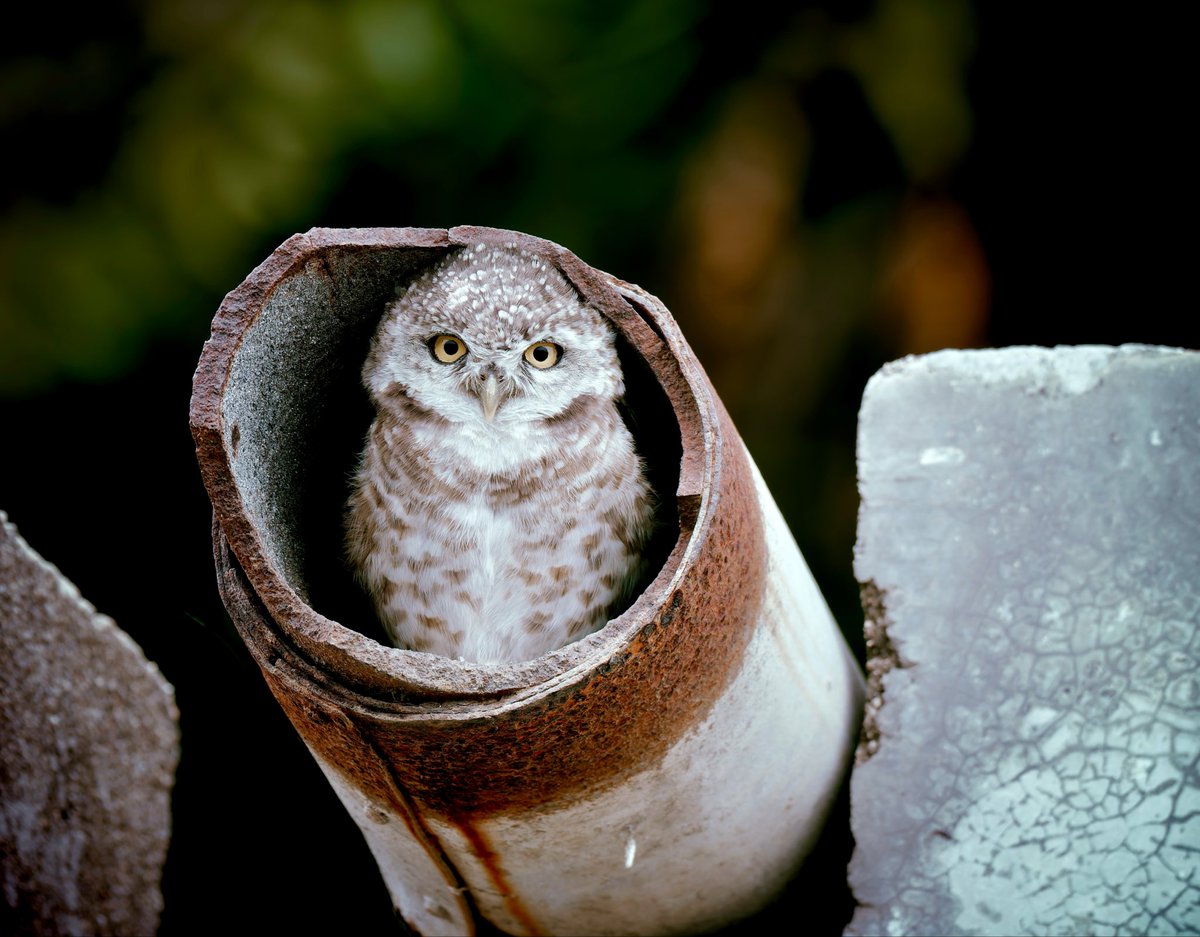 wordsforbirds's tweet photo. This Spotted Owlet is a longtime resident of an overflow-pipe near Anand. Every visit, it challenges me to a stare-down contest.
Current scoreline: 10-0 to the Owlet. 🦉👀
@IndiAves #Birdsofmyhometown #BirdsofGujarat
#SpottedOwlet #BirdWatchingIndia #NaturePhotography https://t.co/KonrjtOdx3
