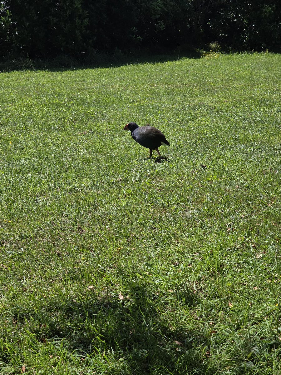 nick_webster_'s tweet photo. @pollypocketnife @southseasml @vivi_darkness Takahē, they're very rare. https://t.co/lsrZ20iDzK