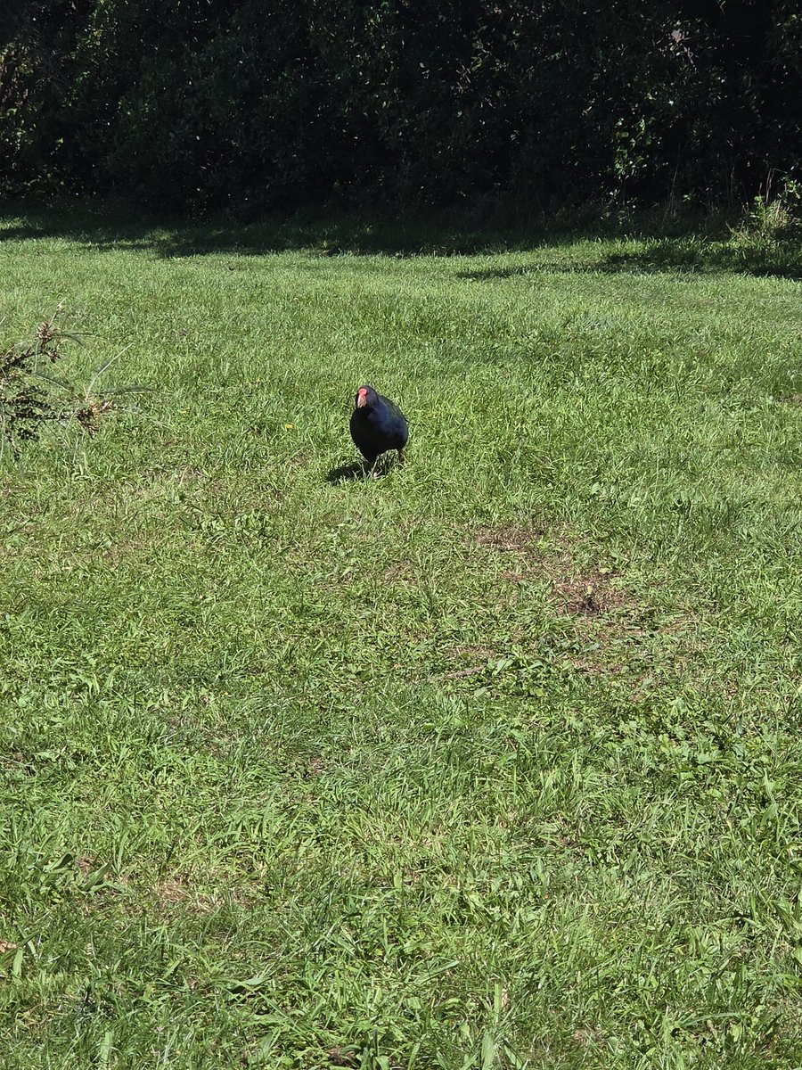 nick_webster_'s tweet photo. @pollypocketnife @southseasml @vivi_darkness Takahē, they're very rare. https://t.co/lsrZ20iDzK