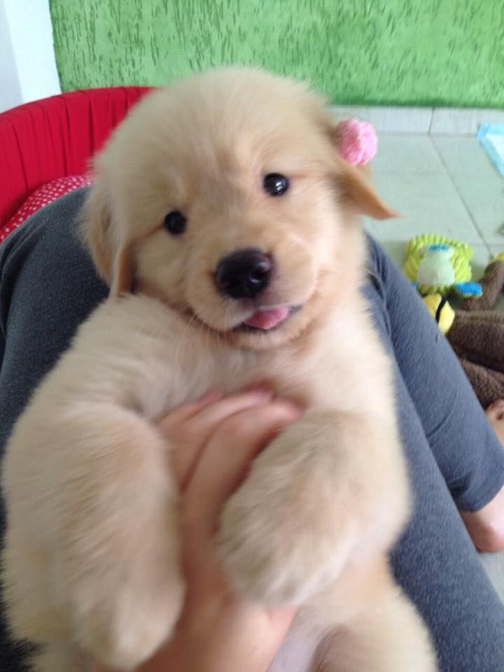 sanjiwifeguy's tweet photo. puppies that remind me of sanji https://t.co/pGkkBZ27Vv