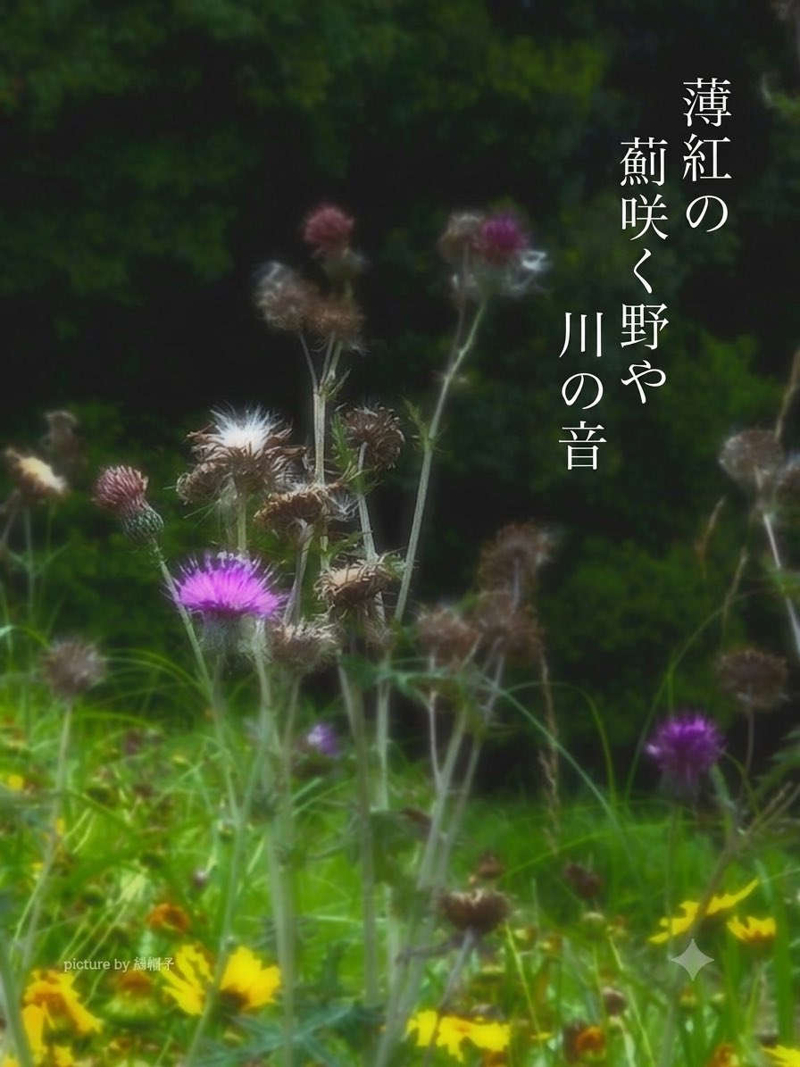 medarion's tweet photo. ＃ゆる募   ＃綿帽子のキリトリ世界

薄紅の
薊咲く野や
川の音

2026.7.5
みゅうぜ

＃俳句 https://t.co/g0jvBq7Tau