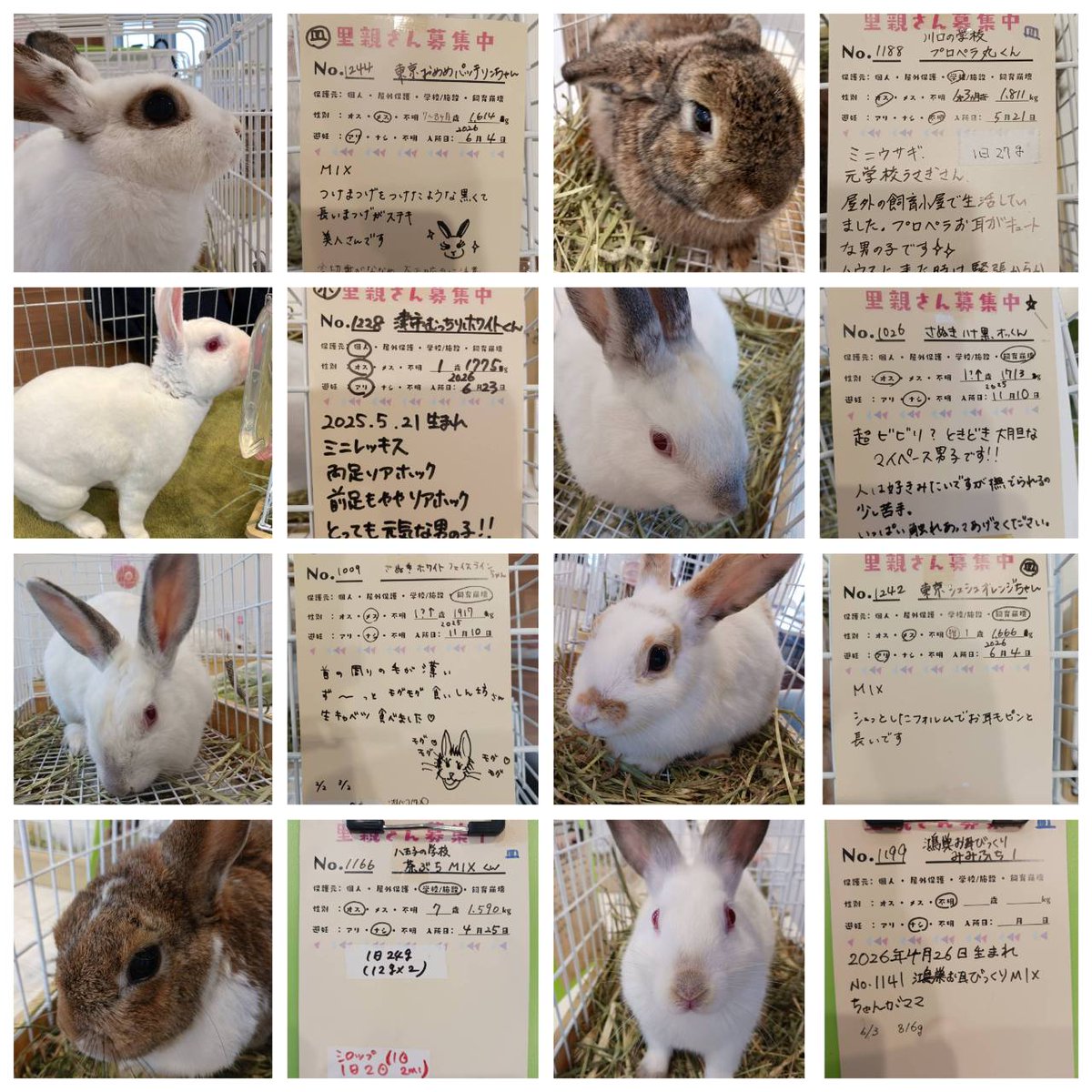 うさきちページ 新住宅公園譲渡会 本日のメンバーです🤗 ミニレッキスもいますよ