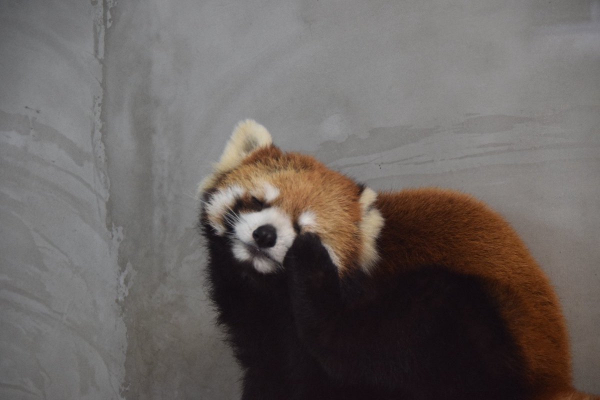 redredred775's tweet photo. 開園直後、まだ寝ていたそうなえみ姉さん
#日本平動物園
#レッサーパンダ
#RedPanda
#えみ https://t.co/fFGRTQPSg7