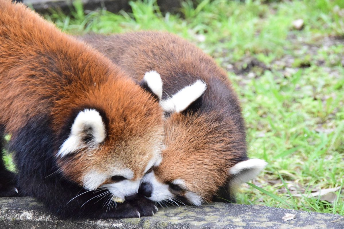 redredred775's tweet photo. 🍎を母に取られそうになる娘
#日本平動物園
#レッサーパンダ
#RedPanda
#ニコ
#ななこ https://t.co/ECiwjJLnLp