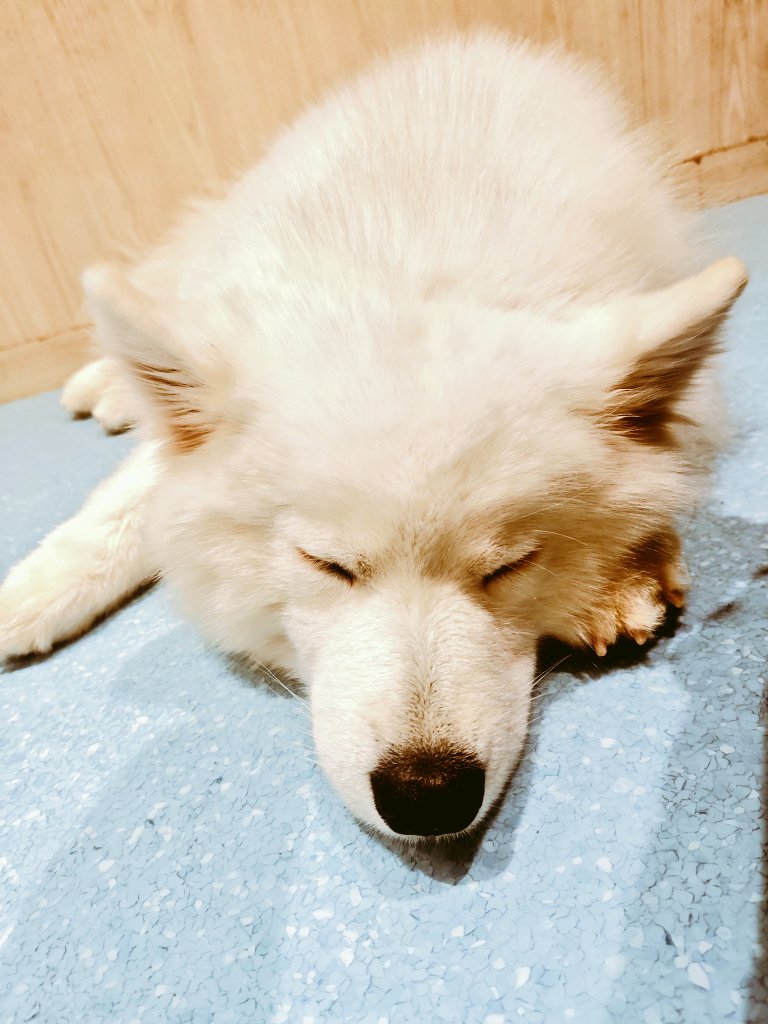 syatikunogobou's tweet photo. 後輩が最近ホストクラブにハマってルって言うから「そんなにいい男いんの？」って聞いたら「いい男すぎてめっちゃ貢いじゃってヤバいです」と…紹介された店がここ。
オプションのおやつ(フード10粒)600円を2回も貢いでもうた。破産する… https://t.co/WmiXdq67aW