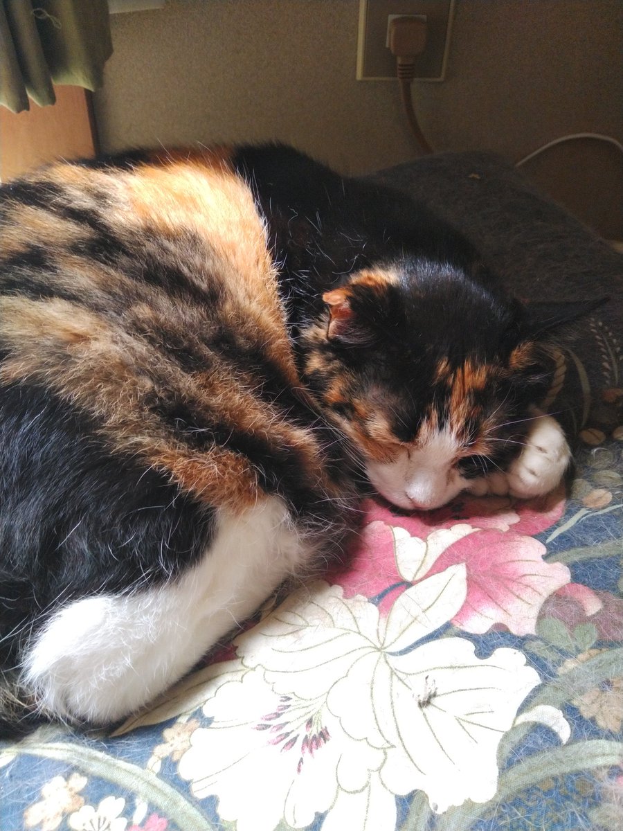 ibpDLSJsYkK2GaD's tweet photo. #猫🐈️#ねこ🐱 https://t.co/h5mhqEYKBw