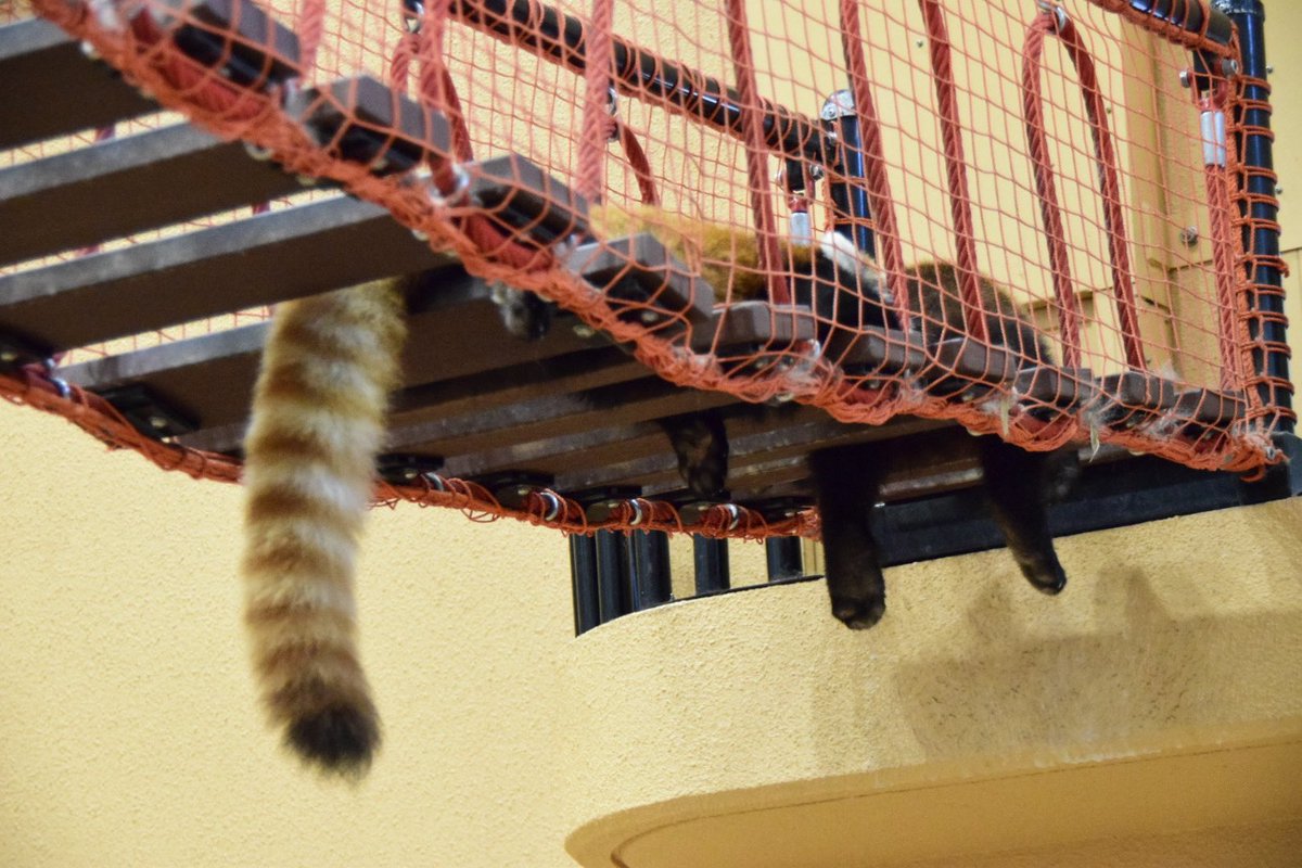 redredred775's tweet photo. どデカいレッサーパンダ

※Niko and…nanaco

#レッサーパンダ
#RedPanda
#日本平動物園 https://t.co/jAxAZT0yrS