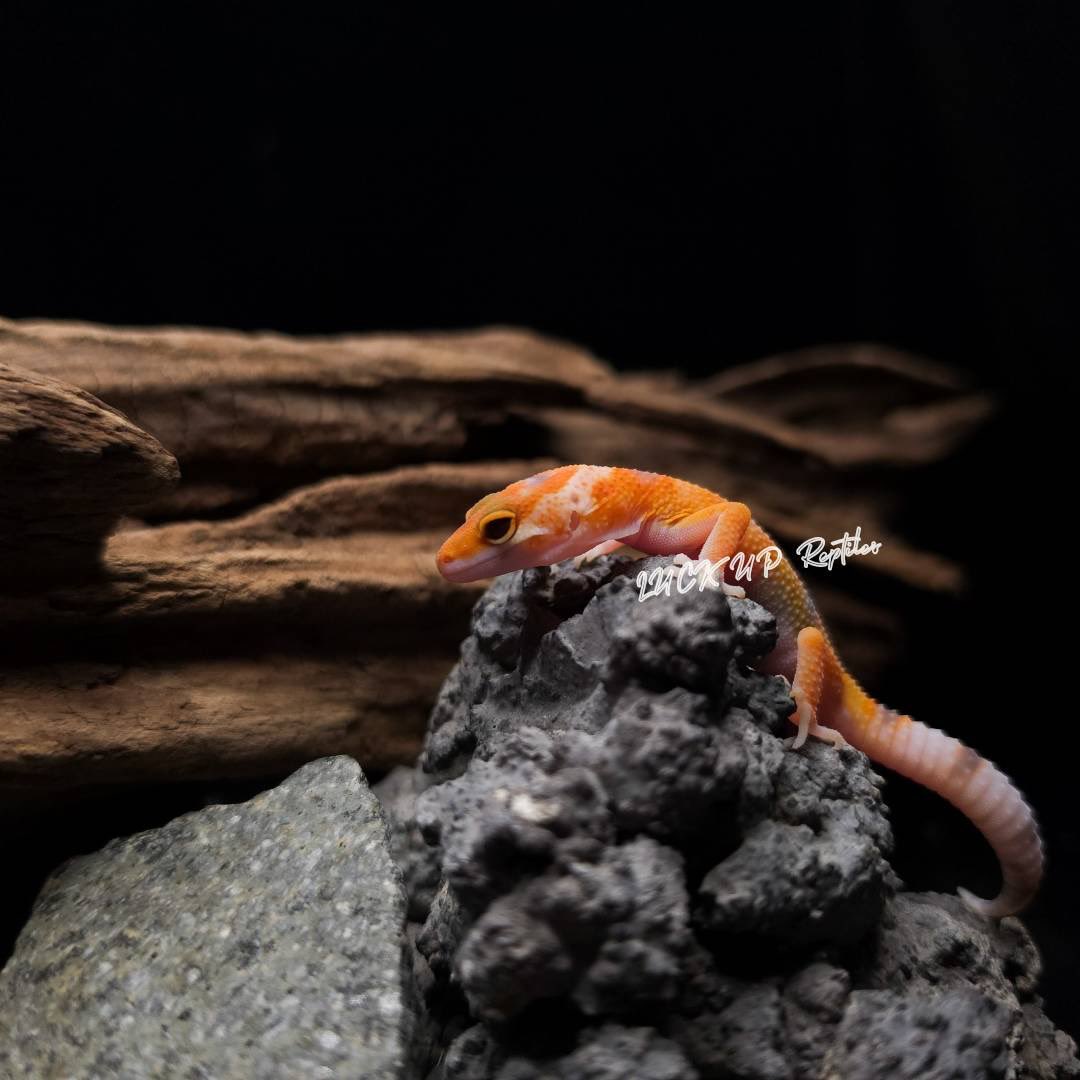 LUCKUP_yosshi's tweet photo. ヒョウモントカゲモドキ
タンジェリントレンパーエニグマ(No.260026)

最近デビューしたベビー🙌💕
これからの成長が楽しみ✨️✨️✨️
#ヒョウモントカゲモドキ #爬虫類 #レオパードゲッコー https://t.co/fA5isB3Lr8