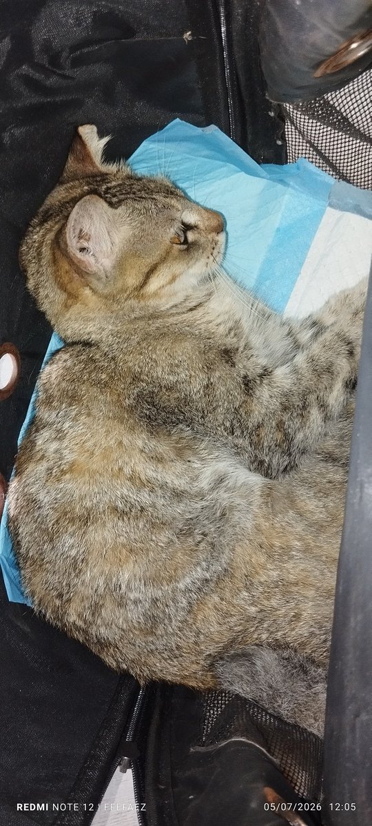 cats_rehome's tweet photo. Bawak Kakak Melly g vet.. suspect FIP.. dah lama nak bawa test tapi masa tu fokus kt Abg Buntat dia yg batu karang 😢😢..ni dah 2 hari terbaring.. boleh bangun tapi banyak masa dia akn baring je.. malam tadi banyak kali dia kejang..😔😔 https://t.co/7IktvKXPWH