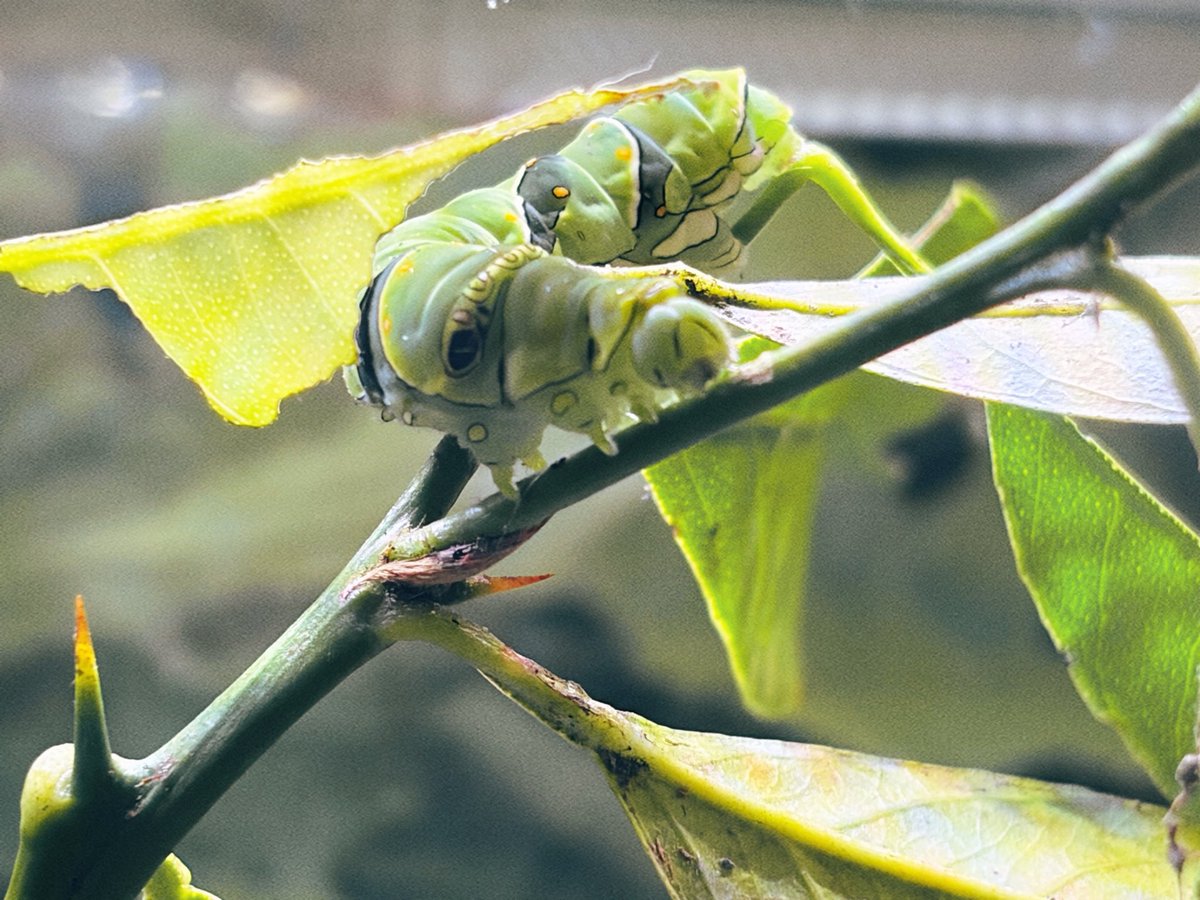 kuretakeiwata's tweet photo. 磐田市竜洋昆虫自然観察公園へ行ってきました。
ヘラクレスオオカブトをはじめとした国内外のカブトムシやクワガタムシを飼育・展示があります。カマキリなどの色々な昆虫を年間を通じて生きたまま見ることができ、時期によってカブト・クワガタ、カマキリやゴキブリなどの色々な昆虫が展示されます。 https://t.co/jysSCBxJiv