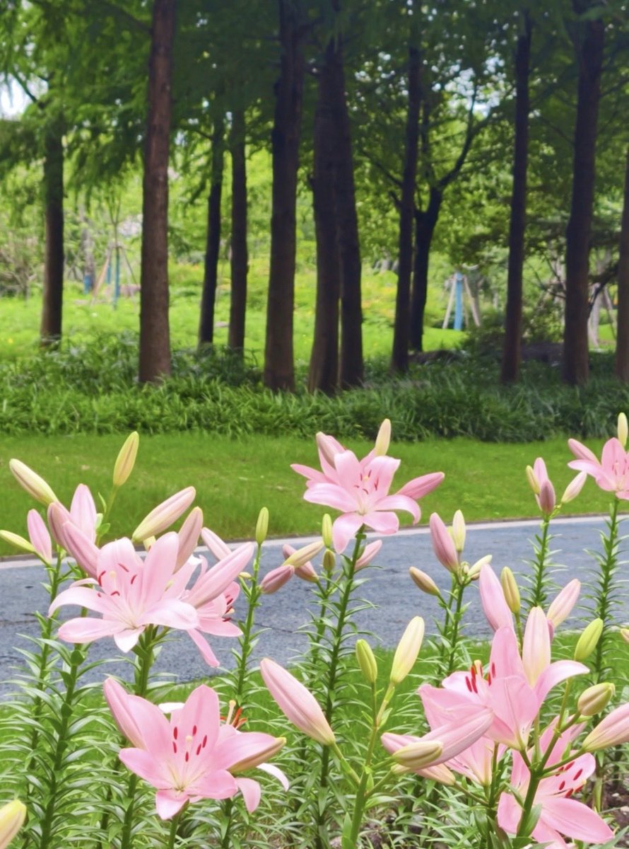 GoSongjiang's tweet photo. A field of #lilies along the road at #Fangsong Sports Park, blooming bright orange, pink and yellow.
Walk further in and you’ll see fields of #daisies.
The #lotus pond at the park center is stunning—lush green leaves dotted with soft pink lotus blooms.
Perfect #summer spot for flower viewing!
📷曦游纪