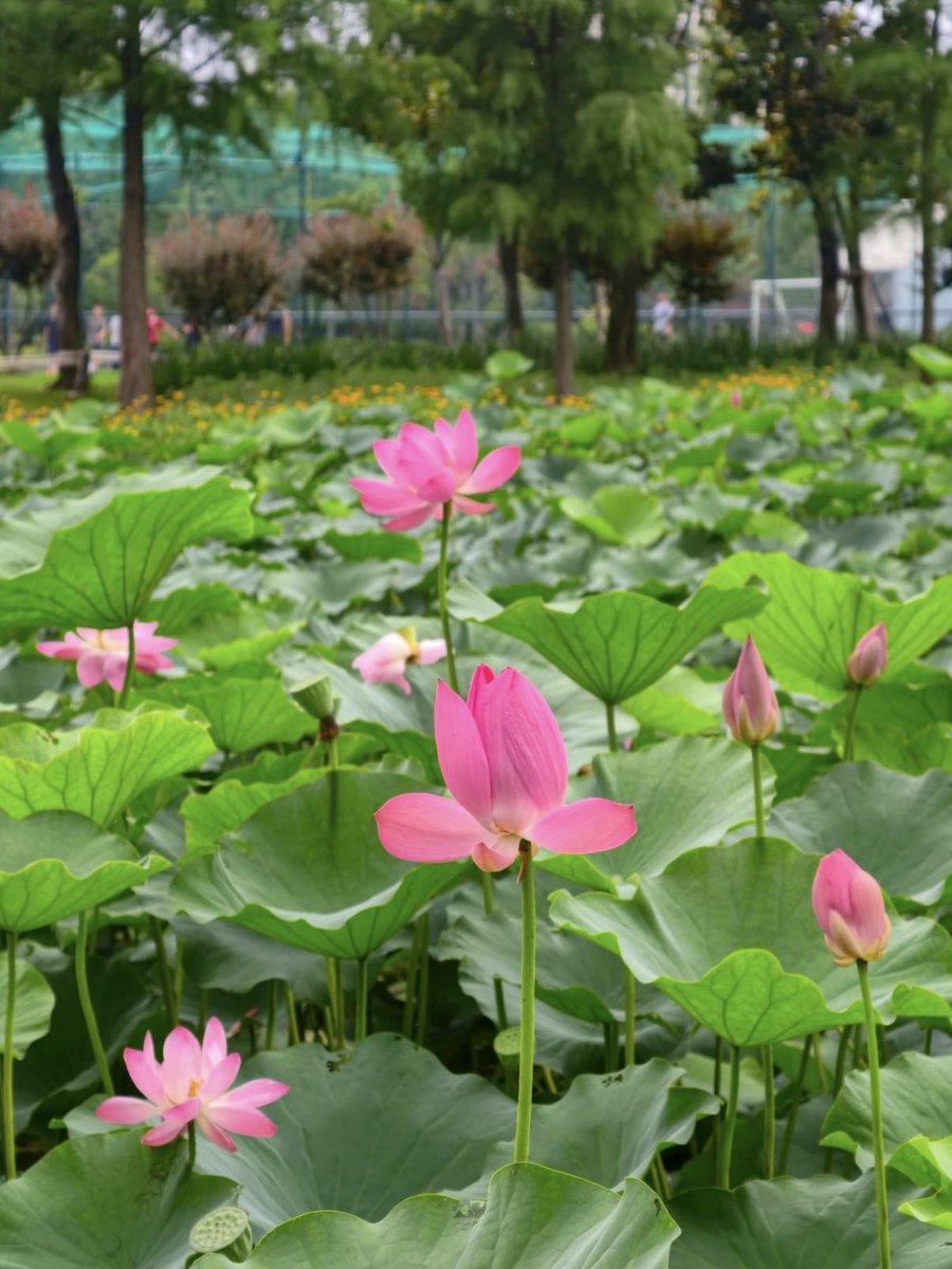 GoSongjiang's tweet photo. A field of #lilies along the road at #Fangsong Sports Park, blooming bright orange, pink and yellow.
Walk further in and you’ll see fields of #daisies.
The #lotus pond at the park center is stunning—lush green leaves dotted with soft pink lotus blooms.
Perfect #summer spot for flower viewing!
📷曦游纪