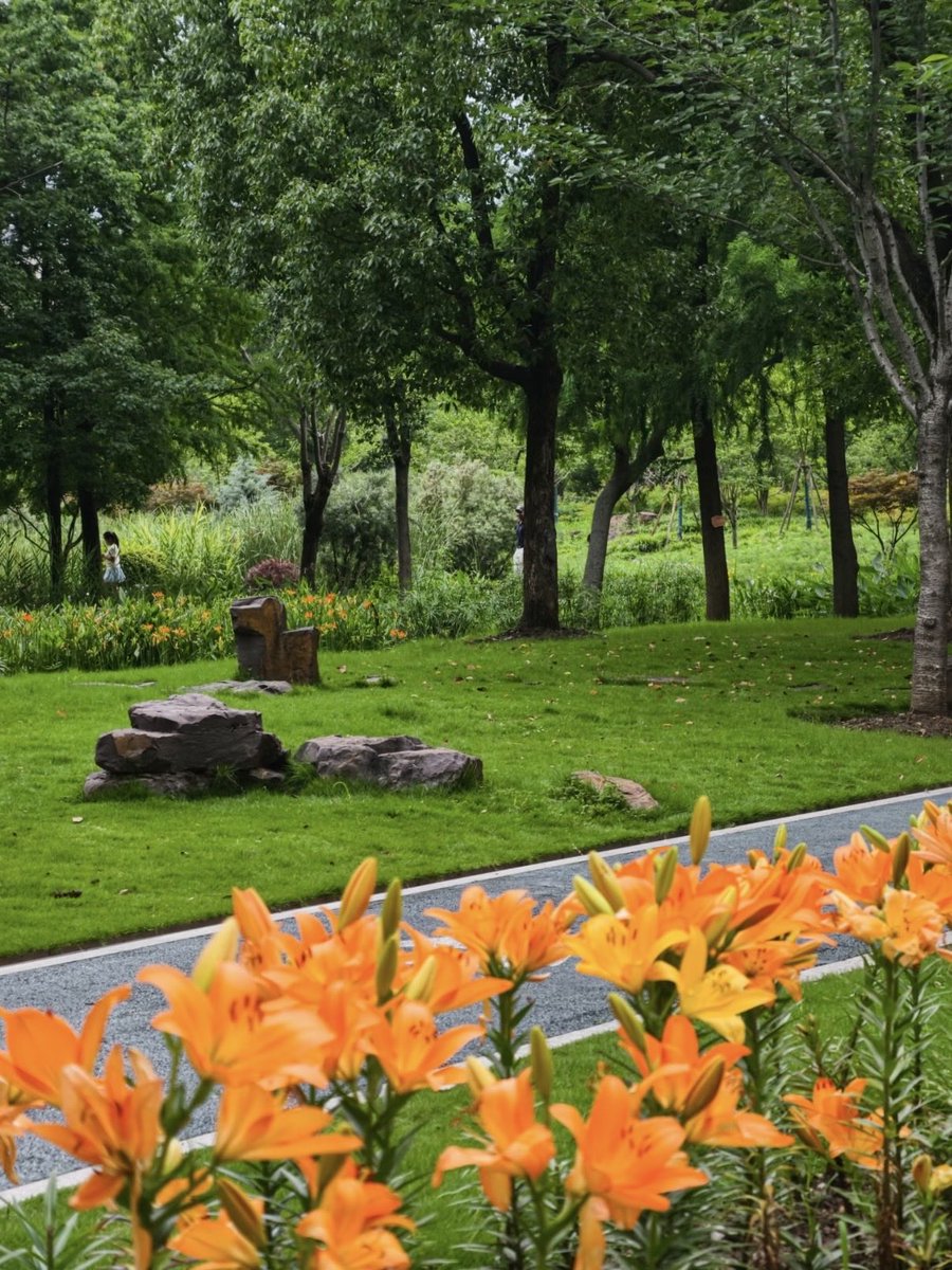GoSongjiang's tweet photo. A field of #lilies along the road at #Fangsong Sports Park, blooming bright orange, pink and yellow.
Walk further in and you’ll see fields of #daisies.
The #lotus pond at the park center is stunning—lush green leaves dotted with soft pink lotus blooms.
Perfect #summer spot for flower viewing!
📷曦游纪