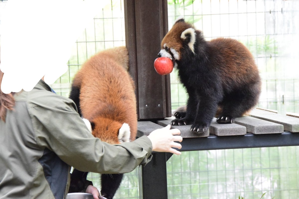 redredred775's tweet photo. ①ななこBirthday
ニコも子育てお疲れさんの丸ごと🍎
#日本平動物園
#レッサーパンダ
#RedPanda
#ななこ
#ニコ https://t.co/A9uoBwLzCe