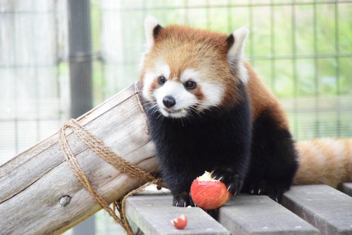redredred775's tweet photo. ①ななこBirthday
ニコも子育てお疲れさんの丸ごと🍎
#日本平動物園
#レッサーパンダ
#RedPanda
#ななこ
#ニコ https://t.co/A9uoBwLzCe