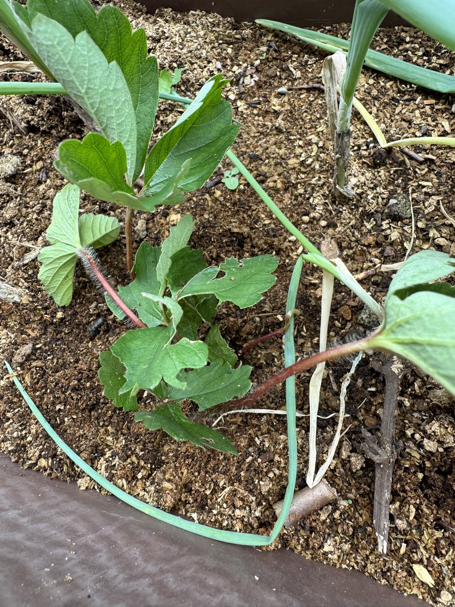 harihahappy's tweet photo. ネギ植えたプランターになんか生えてきた。イチゴに似てるので、抜かずにいたけど、最近ネギの元気がないので、抜いた。
イチゴなんて生えっこないよねー😂

あ！可能性あるわ！土がコンポスト。傷んだイチゴ入れたかも…‼️
慌ててもう一度プランターへ戻す。元通り元気になるかな？ https://t.co/lnMj7z3612