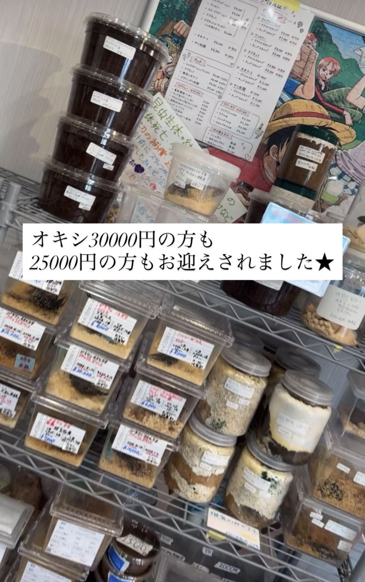 ecnyan's tweet photo. 委託コーナーの
オキシデンタリス　30,000円　140mm ペア
オキシデンタリス　25,000円　141mm ペア
どちらもお迎えされました★

昨日は　13,000円のヘラクレスもお迎え★

最近は カブトお迎え率多めですね🙌🏻💓💕 https://t.co/Xk0G5lLPM3