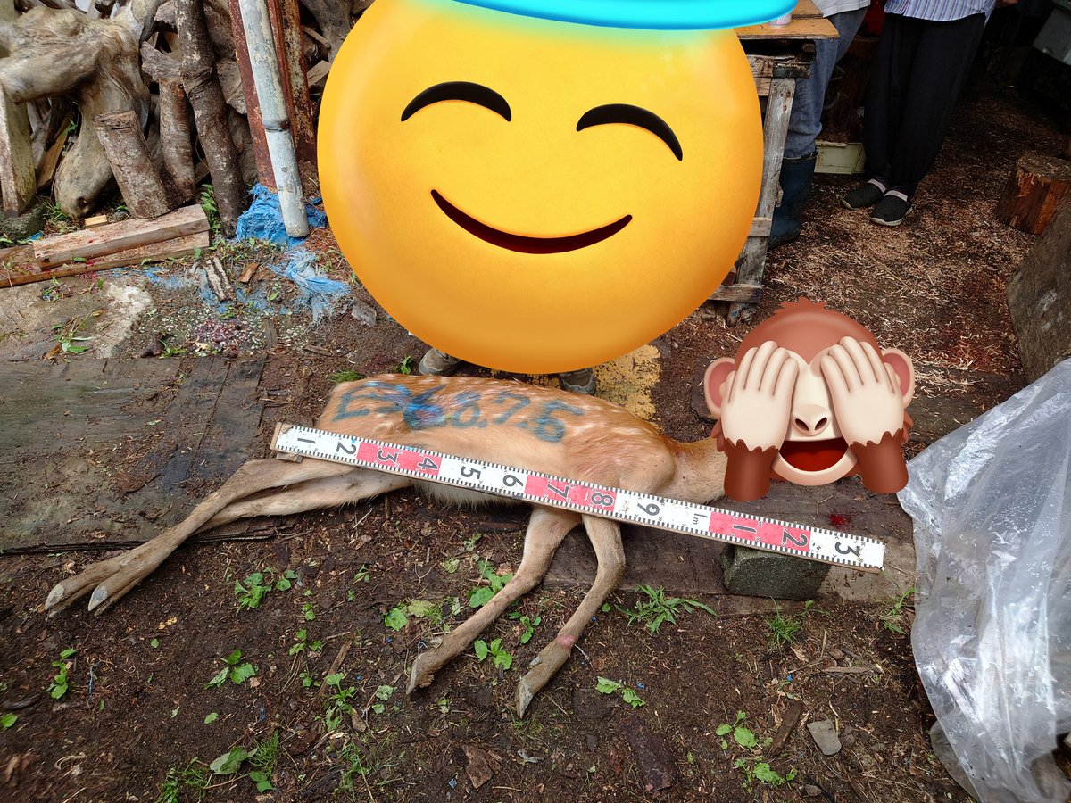2324SORI's tweet photo. 有害鳥獣駆除
地域起こし協力隊の弟子が1ヶ月ぶりに雄鹿を捕りました。弟子が悪くのか師匠が悪いのか（笑） https://t.co/SPJeicwrK1