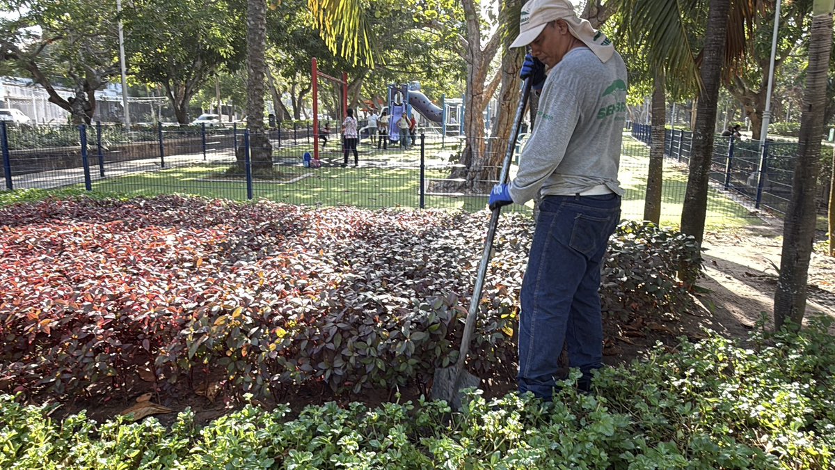 SiembraMas_'s tweet photo. #Barranquilla sigue creciendo más verde.

🚀Hoy alcanzamos más de 200.000 árboles sembrados y trasplantados, además de 291.540 m2 de paisajismo que transforman parques, avenidas, glorietas y espacios públicos.

Seguimos trabajando junto a la @alcaldiabquilla nuestro alcalde
@AlejandroChar y la gerente de ciudad
@AnaMariaAljure para construir una ciudad más sostenible, biodiversa y preparada para el futuro.
