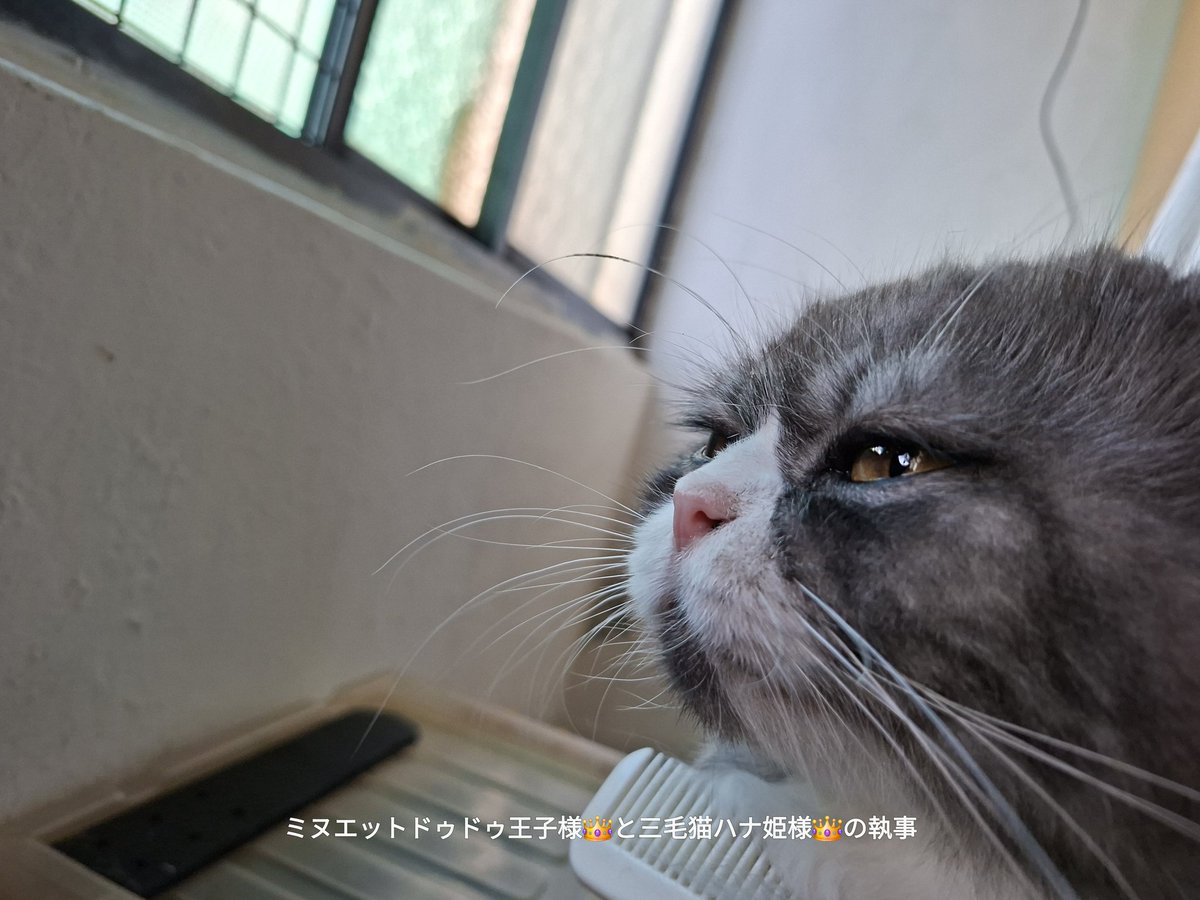 longleghoward's tweet photo. 幫豆豆少爺梳頭擦眼睛。 https://t.co/WTYQSAfkHH