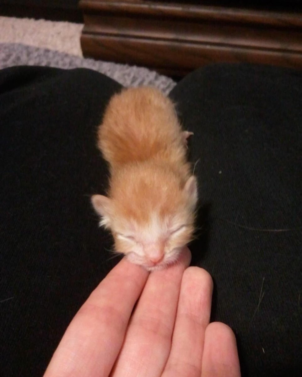 catsdotjpg's tweet photo. https://t.co/TNZJcDRY8E