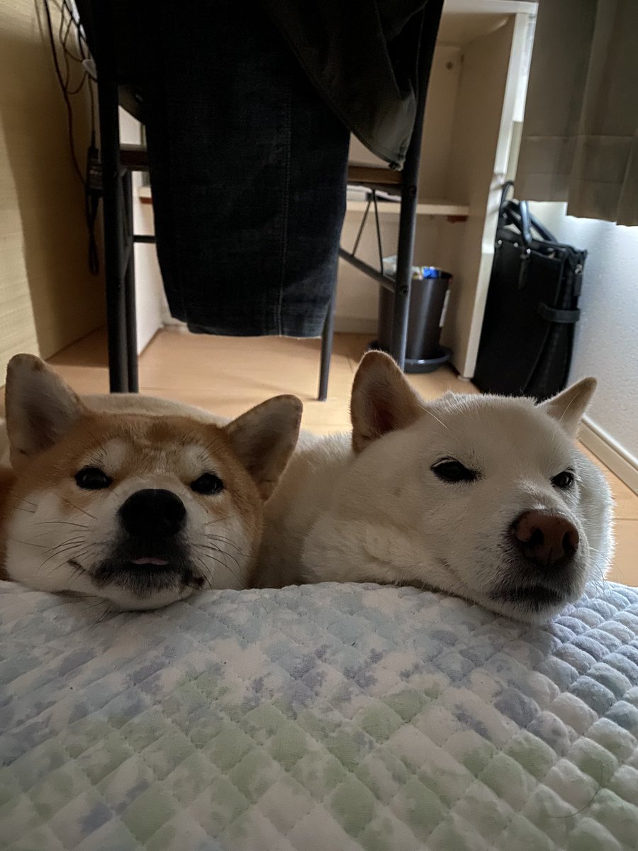 ねぇねぇ早く起きてよ 散歩行こうよー