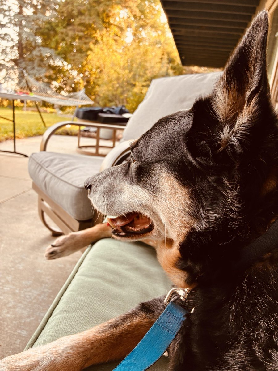 AWEichenlaub's tweet photo. Evening approaches and we are feeling a little stressed about this whole fireworks thing. https://t.co/JSoM1iyCi9