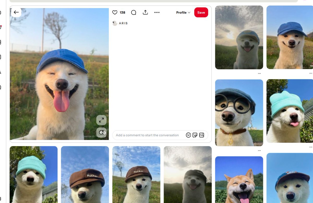 Steven_P_Chen's tweet photo. I'm sure everyone has seen this dog before. 

He's one of the most posted dogs on Pinterest, right alongside achi (Dogwifhat yet he's never been run properly.

Since we're returning to animal memes and looking for the next "wif" meme, I think this is a strong contender. 

This dog just has such a cute memeable personality that I think we could easily build a cult around it.