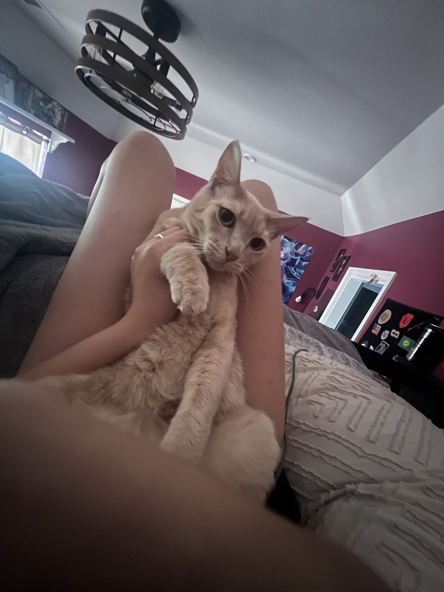 dhelyXX's tweet photo. Kitty doesn’t like posing https://t.co/LVJHqB3BB3