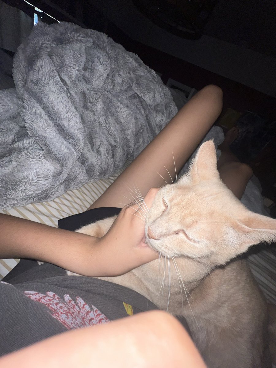 dhelyXX's tweet photo. Kitty doesn’t like posing https://t.co/LVJHqB3BB3