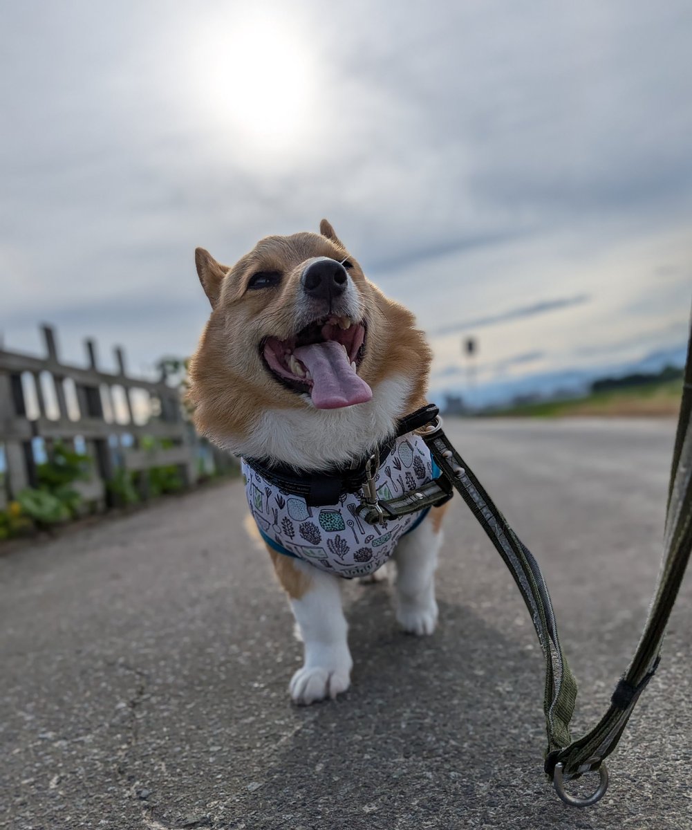 rikio0821's tweet photo. ٩(*´︶`*)۶おはよ〜♬朝んぽ🐾
今朝は️️️⛅️田んぼコースで同時にたくさんのお友達🐶とご挨拶💕こんな場所で一緒になるのは珍しいね🥰
昨日はプレオープン💐のドックラン視察に🤭小さなお友達🐩に遊んでもらったルイたんでした😂
今日も元気によろしくワン🐶❣️
#コーギーのいる暮らし https://t.co/xtmarXSm3V