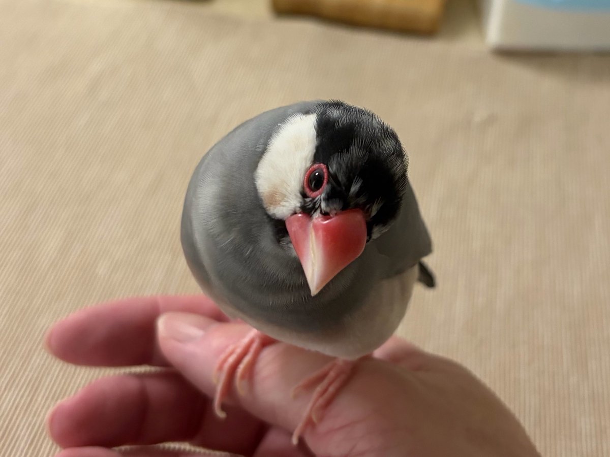 おはようございます。 手乗り文鳥と私。 #文鳥