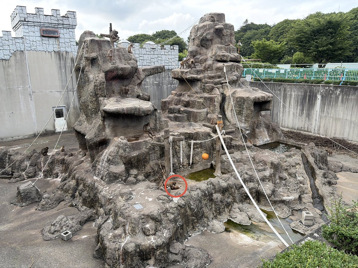 ichikawa_zoo's tweet photo. 7/5(日)9:05
おはようございます。中の人です。

当たり前の話になりますが、
ここは動物や植物を楽しみ、憩い、また学ぶための施設です。

今日も一日、当園の動植物が皆様をお待ちしています☺️

#市川市動植物園 https://t.co/hc3rSXCzCd