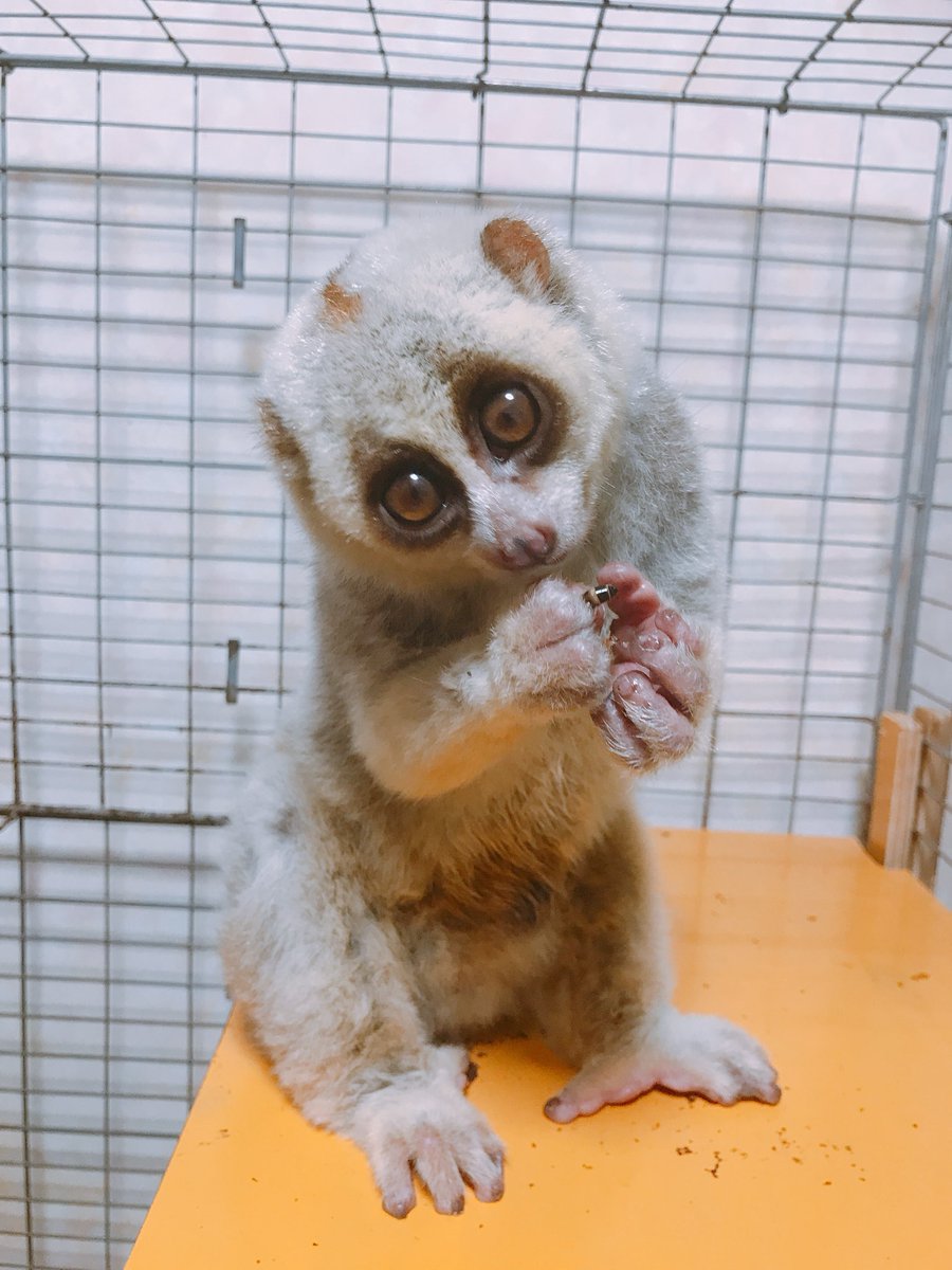mausuyasan's tweet photo. 皆さんおはよう久ぶりです(^◇^;)

毎日慌ただしく人員不足でバタバタした毎日で肝心な事を忘れてました(T ^ T)

ねずみ屋さん開業3周年です‼️♥️

これも毎度お買い上げ頂いてますユーザー様のおかげです。🙏

そこで3周年を記念して

冷凍餌マウスL Lサイズを『本日午後より大特価で』販売致します。

数に限りがありますのでご購入の際はお早めに╰(*´︶`*)╯♡

さらに‼️

ねずみ屋さん商品をお買い上げになり
商品を使った感じの動画をYouTubeもしくはXに投稿していだいた後にURLを購入画面の備考欄に貼り付けてくださった方にはもれなる１パックプレゼントになります〜╰(*´︶`*)╯

マウスL L特化は規定数まで
商品感想動画投稿で１パックプレゼントは8月いっぱいまでです。

なお購入時の備考欄にURLを貼り付けて動画を確認できましたらの１パックプレゼントになります。