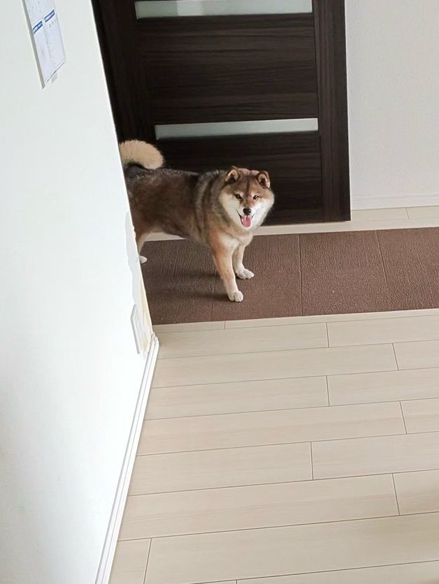 おとーぽん💦 / あずはな (@shibainu_hanazu) / Posts / X