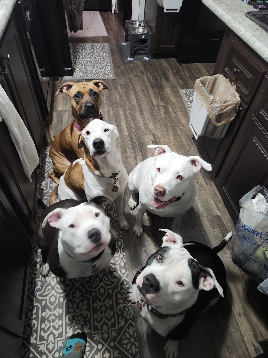 SteampunkFaery's tweet photo. @_yogi_Bear_316 Beautiful! I'm a pit mom! https://t.co/4mGjVNbKko