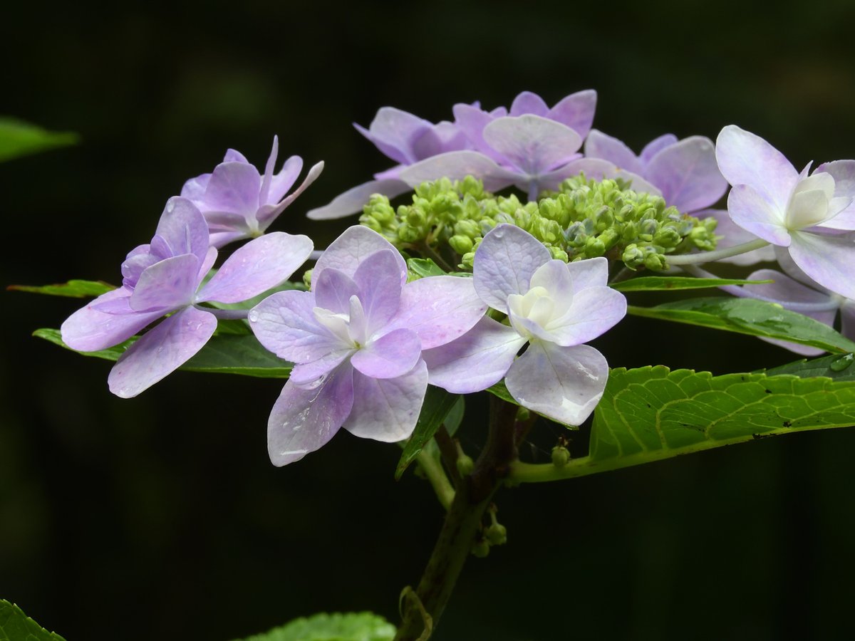 GarasunomoriWeb's tweet photo. 城ヶ崎(ジョウガサキ)が開花しています。赤みを帯びた八重の装飾花が美しい、東伊豆産のガクアジサイです。土壌がアルカリ性（苦土石灰などを施した場合）になると、花色はピンクに発色します。 https://t.co/3QMVhnhE5c