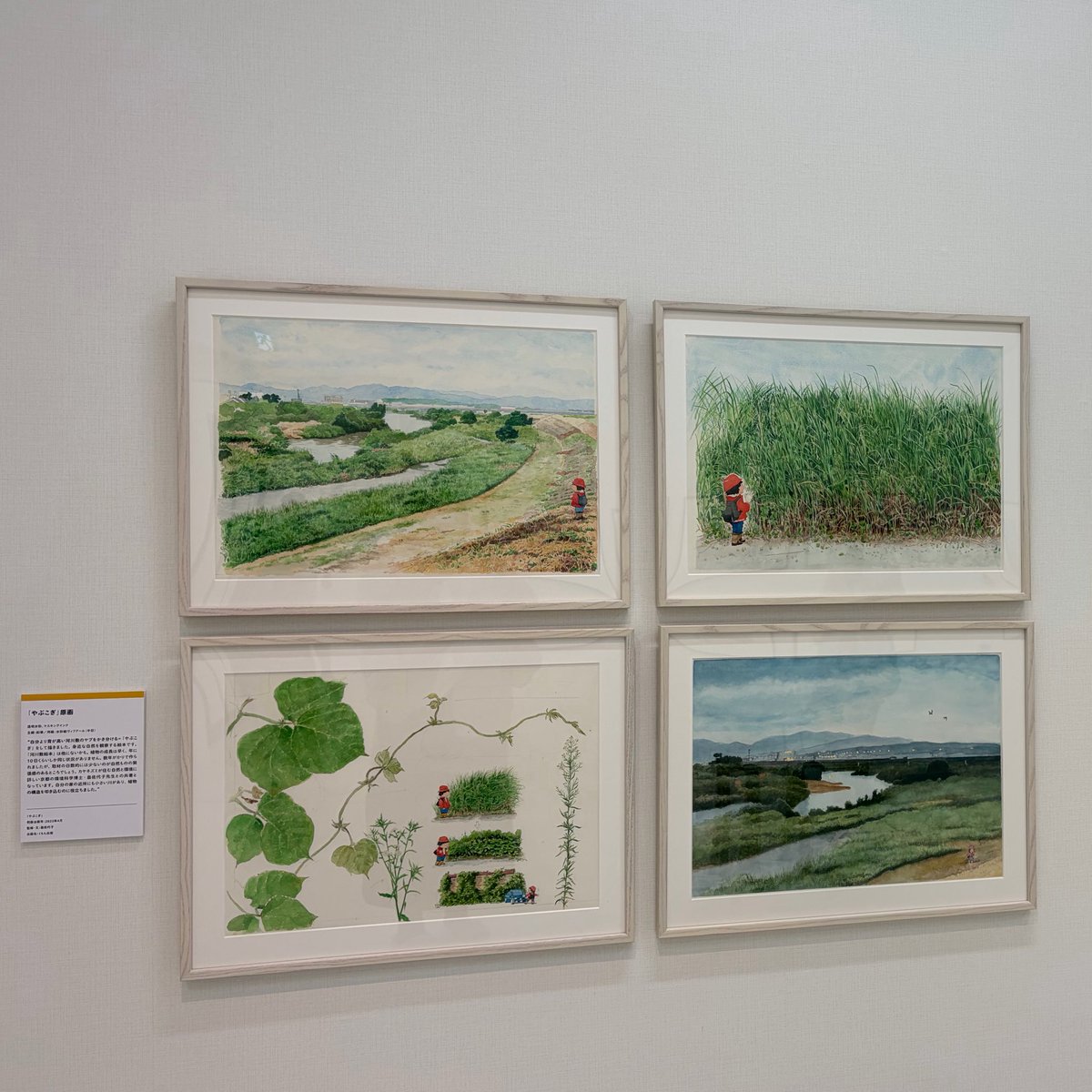 mikamaru_omd's tweet photo. 絵本「やぶこぎ」の原画
解説に「植物の構造を叩き込んだ」とあって、
観察ってこういうことか、と圧倒されました
#モリナガヨウのおしごと展 https://t.co/vrneo8lOK5