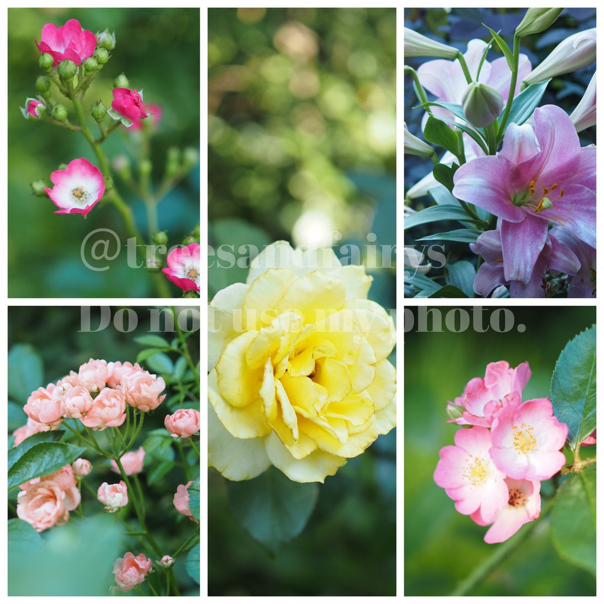 treesandfairys's tweet photo. おはようございます✨
あじさいに混ざって咲いていた薔薇と百合。
特に薔薇は終わってるかもと思っていたので嬉しかった😊

#TLを花でいっぱいにしよう https://t.co/pFBmbVmlni