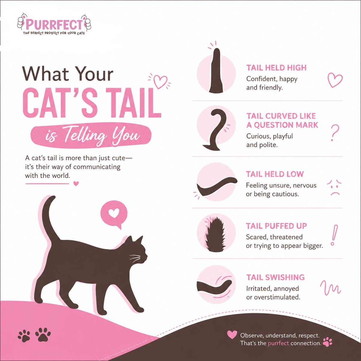 jyothsna_mj11's tweet photo. Your cat's tail speaks volumes. Learn the signs, strengthen the bond๐๐ฑ
#Purrfect #CatFacts #CatTail #CatLovers #CatParents #CatsOfX https://t.co/0p5QmZGhp9