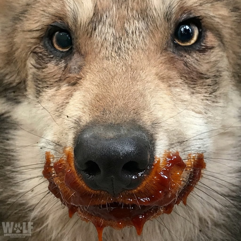 WolfLeitis's tweet photo. @Dro0zzy Already ate the ketchup bro, seems like you will have to eat your fries as they are, sorry… and a bit cold https://t.co/bqYMGHYxdU