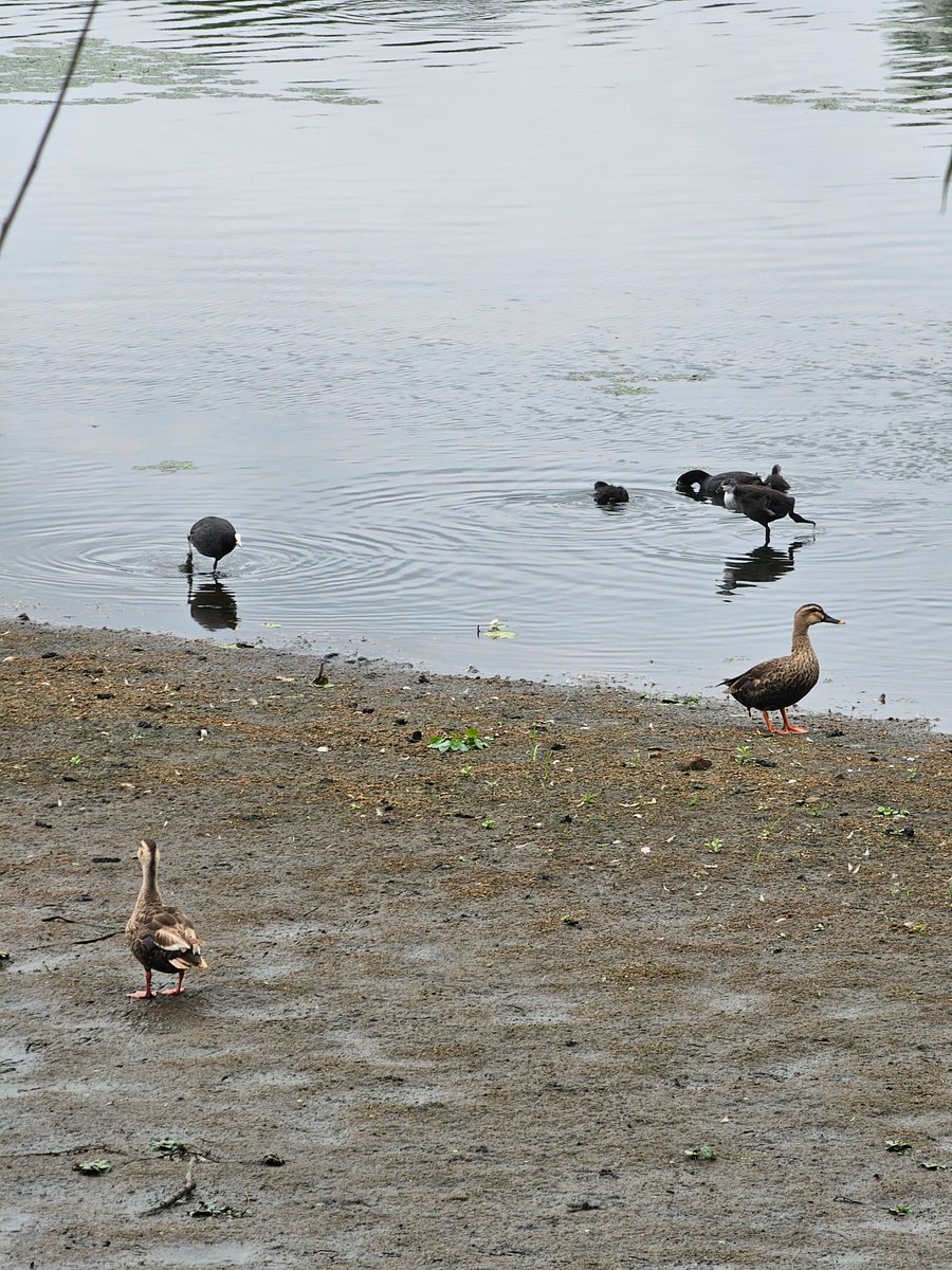 birdingnotes tweet picture