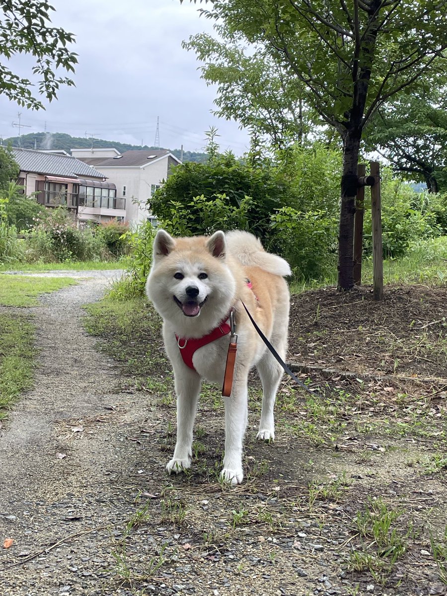 pepe222momo119's tweet photo. 雨の止み間に朝散歩🐕
また雨が降り出すのでほとんど誰もいない！
(カッパ隊はもうお散歩終わってるかと😄)

ここにいる〜
せっかちパパは立たせそうと！
ちょっと待ったら立って歩き出すのに😅
#秋田犬 https://t.co/GKhI4O9OaW