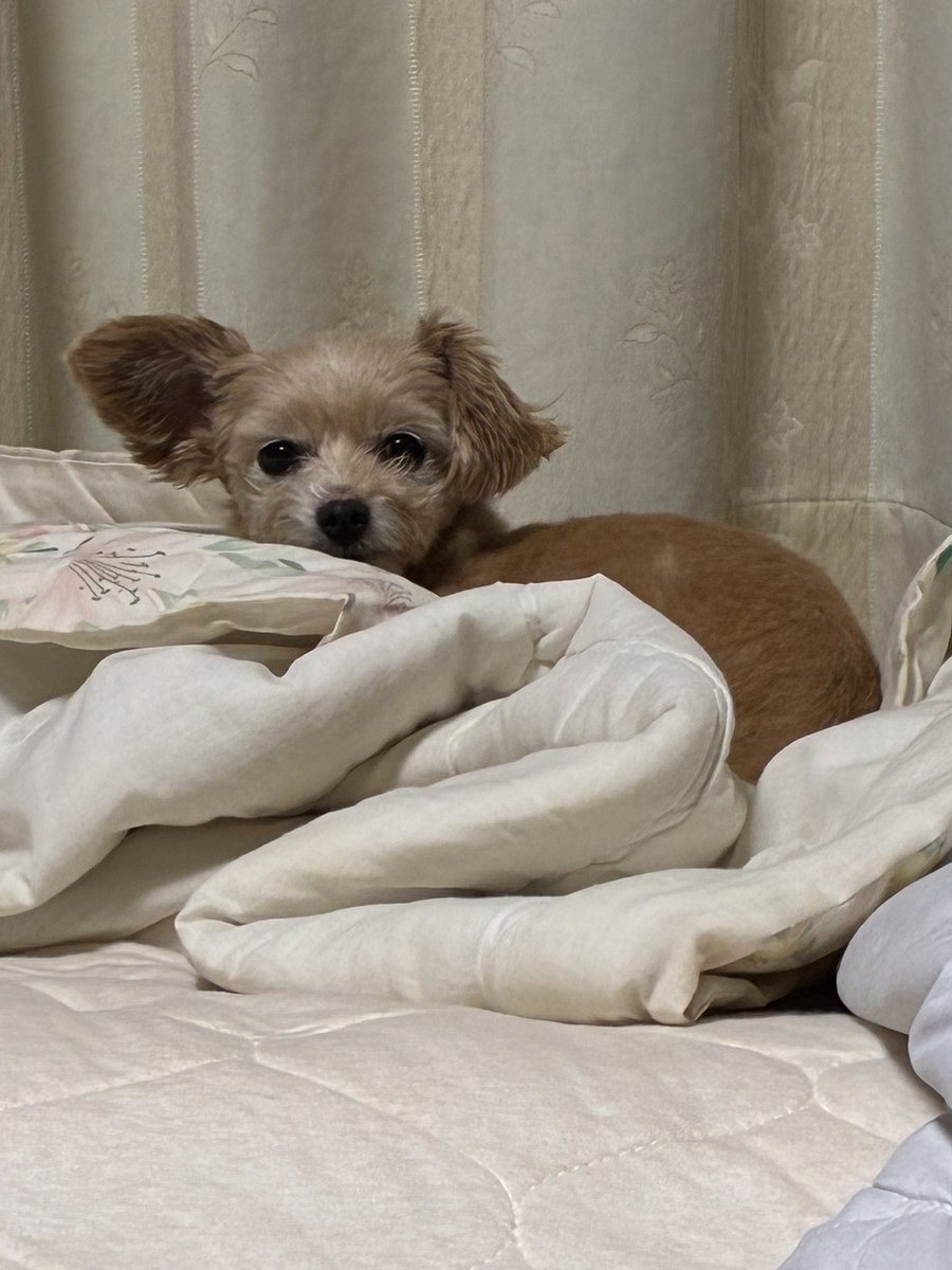 taristt's tweet photo. 今朝の愛犬☔️きなこ🐶

#きなこ #犬 #チワプー #プーチー #ミックス犬 #愛犬きなこ #シマエナガのもっちしゅ〜チョコクリーム https://t.co/cbCKsDFY0n