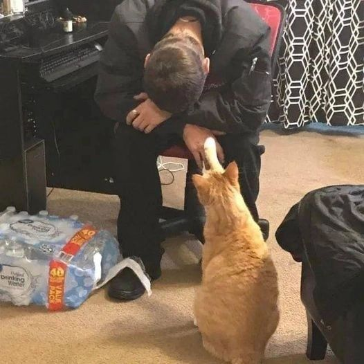 PunchingCat's tweet photo. https://t.co/R8GP7U513h