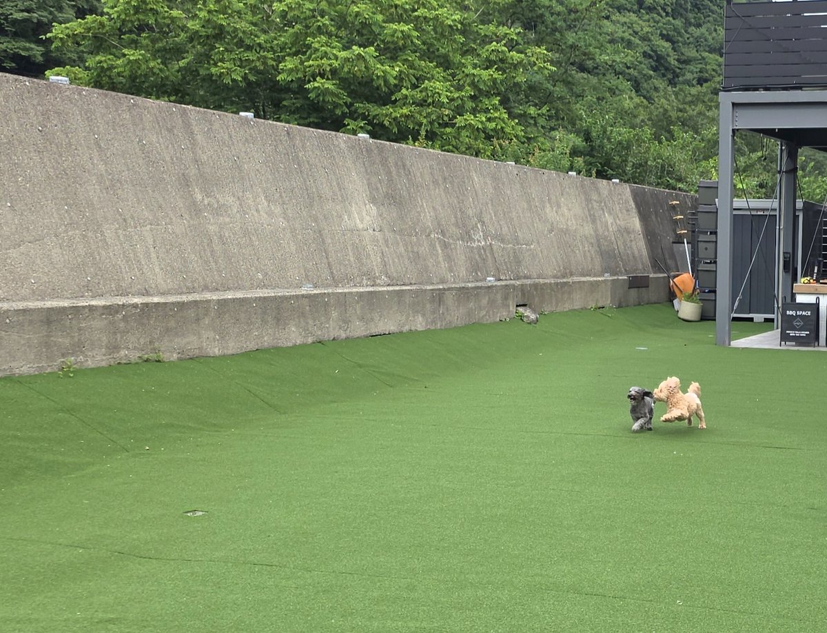 ichiyoku's tweet photo. 素晴らしいバケーションレンタルでワンコ達も大満足🐶✨
今回も非常に勉強になりました🫡 https://t.co/IVJiynj8qb