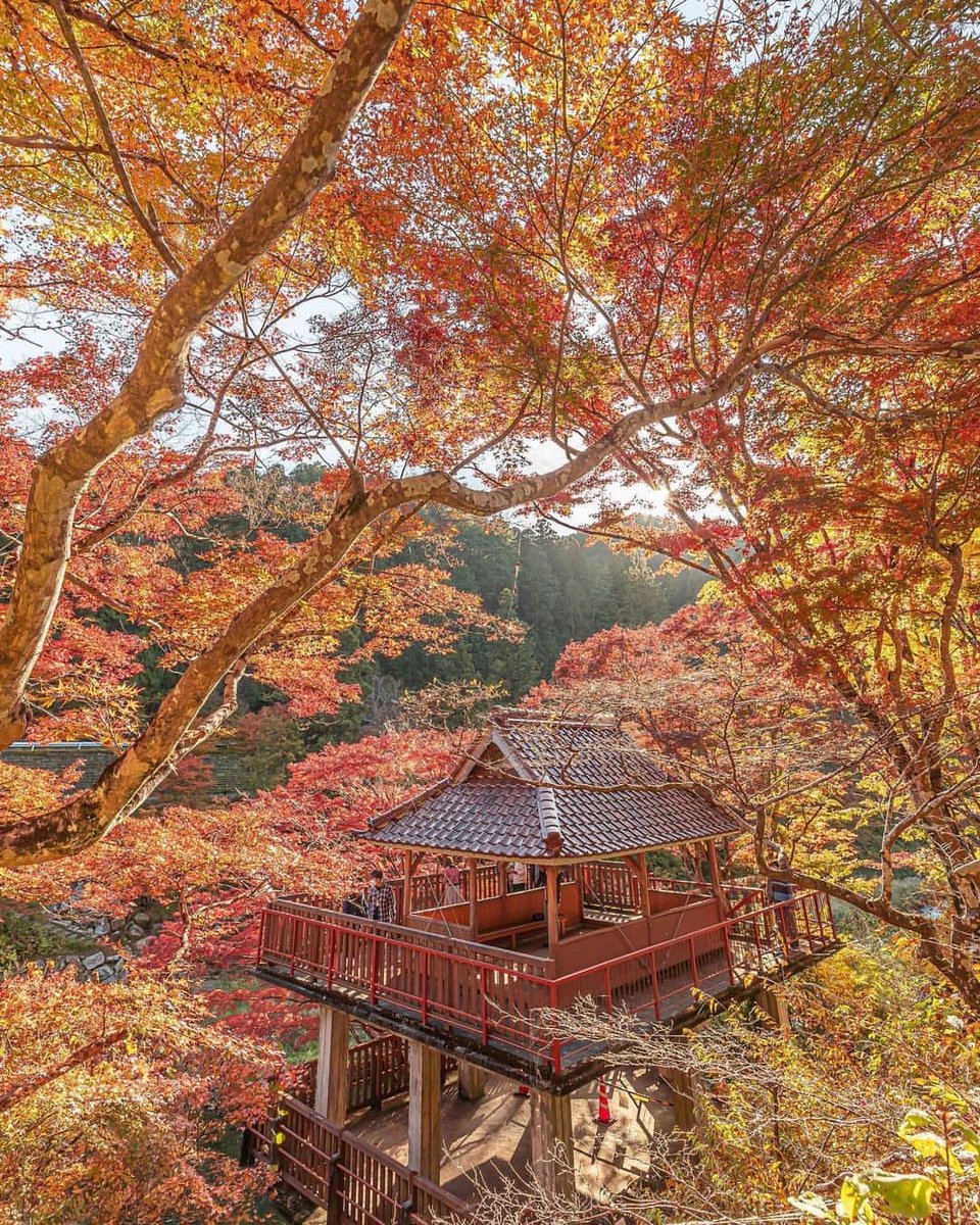 grfyt786's tweet photo. Japan 🇯🇵 https://t.co/ThwdOssJU3