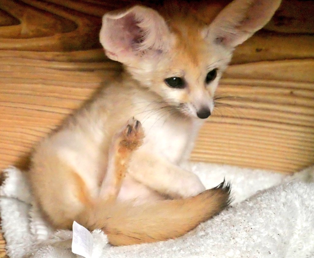 applekisaragi23's tweet photo. 昨日(7/4)のフェネック🦊のラテくん🦊です☺️

#井の頭自然文化園　#フェネック https://t.co/NiFwjEL7na