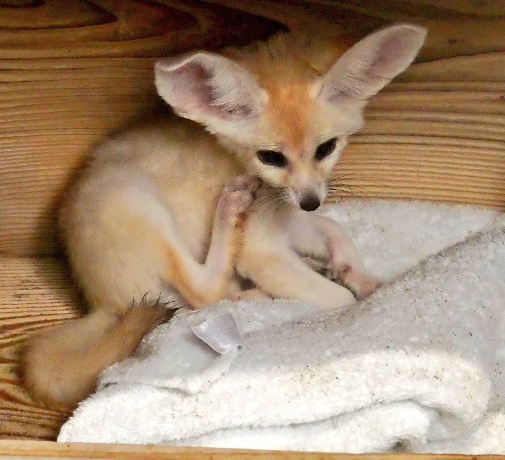 applekisaragi23's tweet photo. 昨日(7/4)のフェネック🦊のラテくん🦊です☺️

#井の頭自然文化園　#フェネック https://t.co/NiFwjEL7na